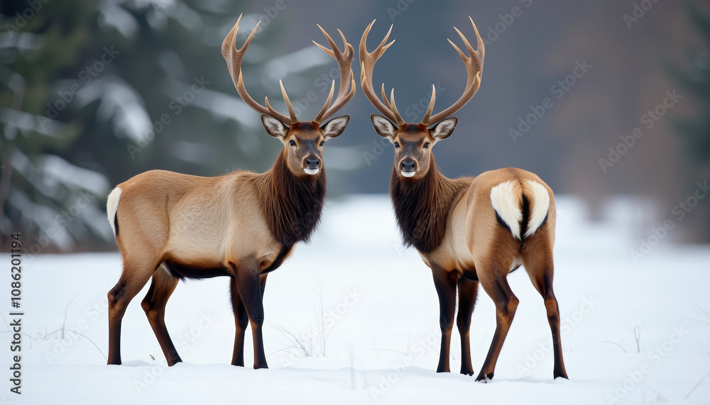 Majestic Elk Pair in Snowy Forest Majestic Elk Pair in Snowy Forest