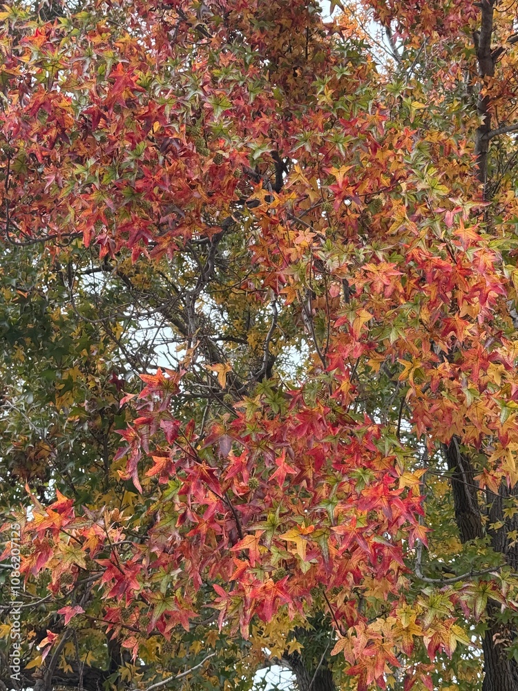 Trees In Autumn with red and yellow leaves Trees In Autumn with red and yellow leaves