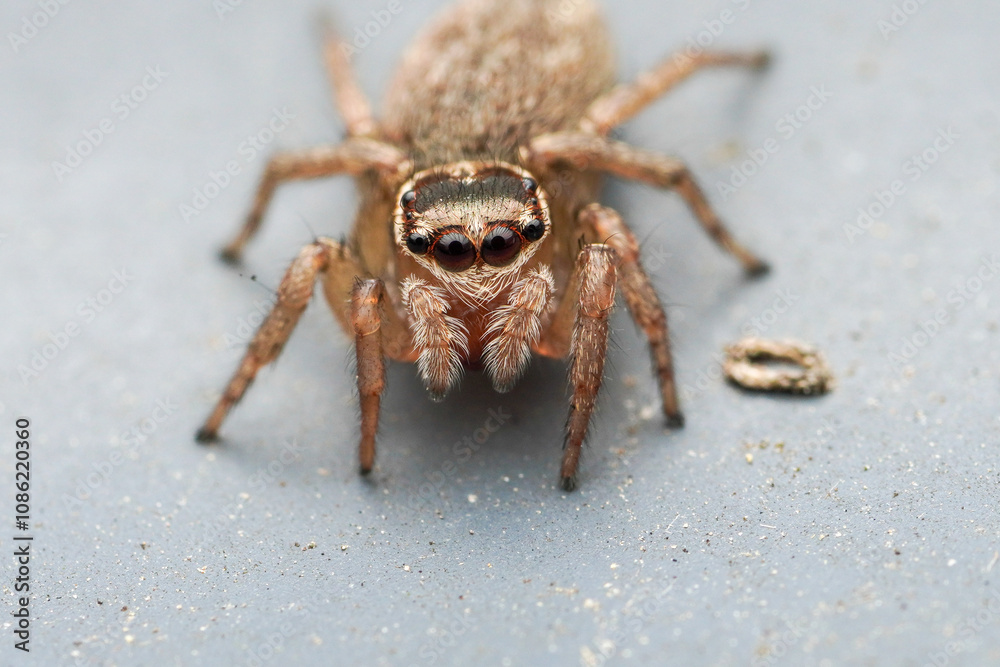 A close up macro shot of a jumping spider A close up macro shot of a jumping spider