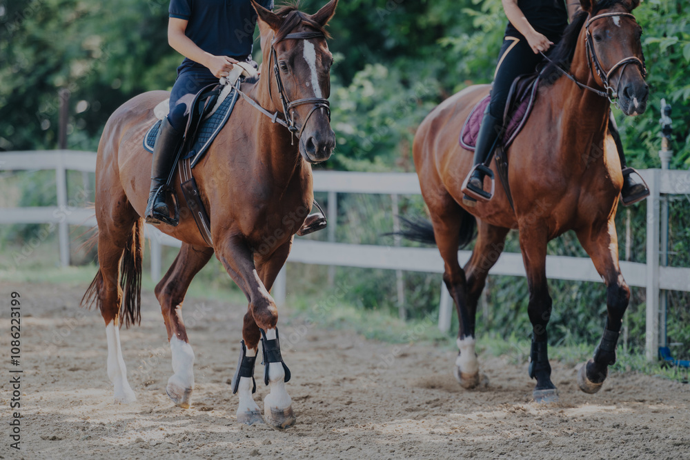 Two equestrians riding brown horses in an outdoor arena, showcasing skills and collaboration. The image captures the elegance and discipline of horseback riding in a natural setting. Two equestrians riding brown horses in an outdoor arena, showcasing skills and collaboration. The image captures the elegance and discipline of horseback riding in a natural setting.