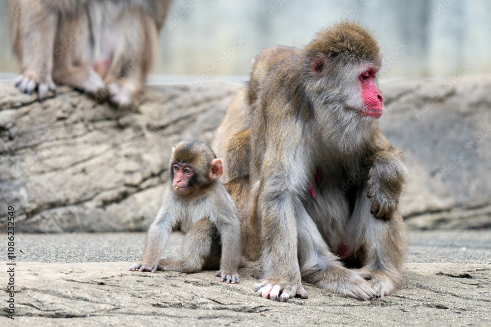 Fototapeta premium かわいい親子のニホンザル