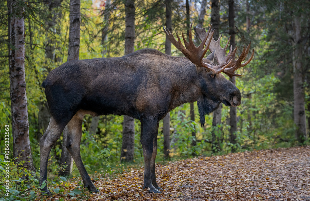 Fototapeta premium Bull moose in Alaska on a leaf covered path