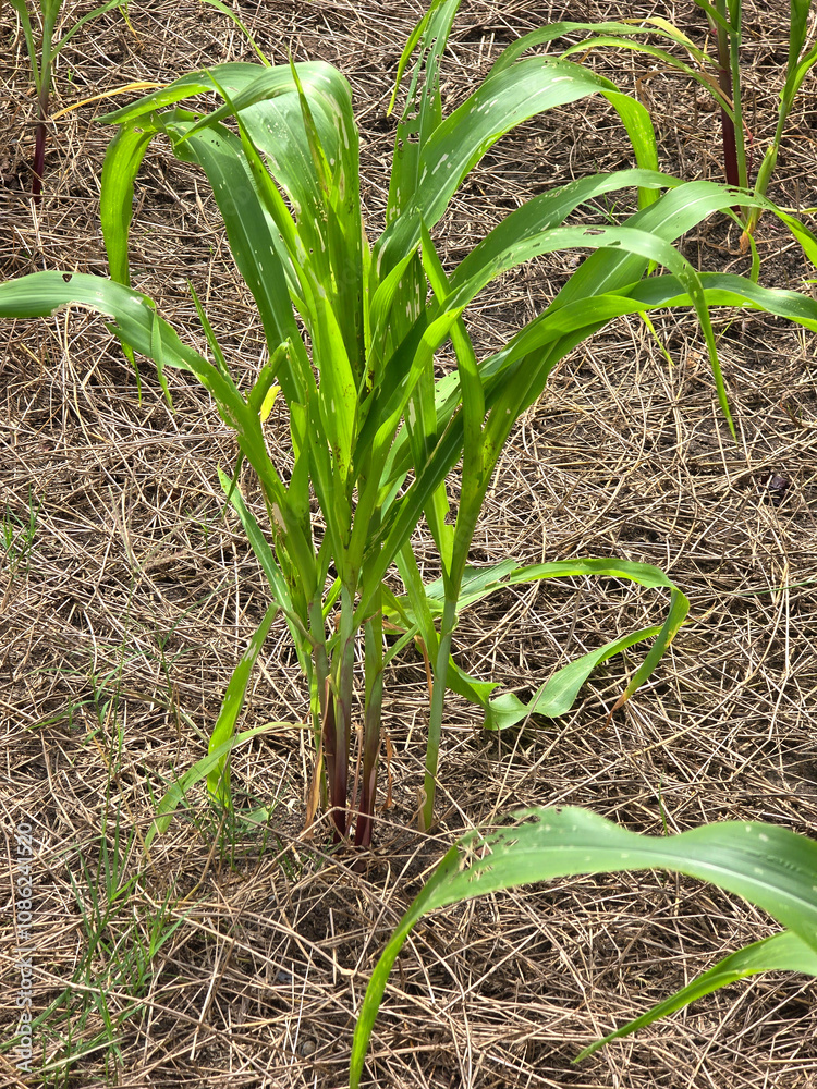 Obraz premium corn tree in nature garden