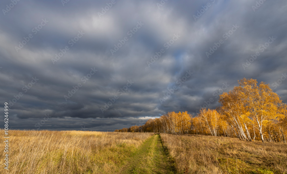 A field of tall grass with a path through it A field of tall grass with a path through it