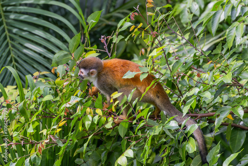 Titi Monkey