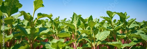 Field of sugar beets with bright green leaves and blue sky at harvest time, agricultural land, farm scenery, blue sky