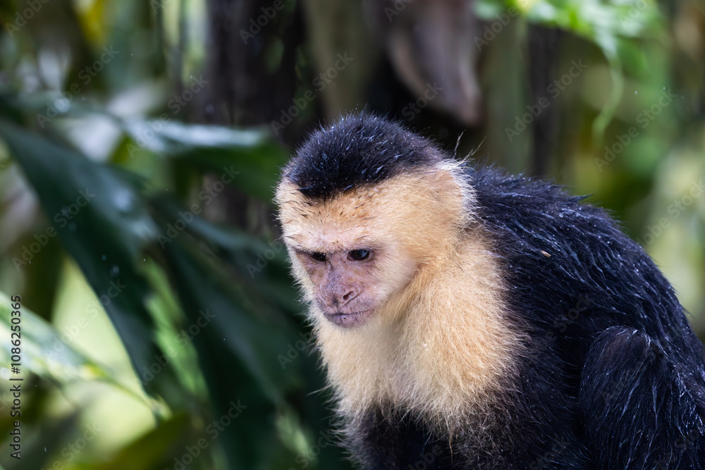 White Face Capuchin Monkey White Face Capuchin Monkey