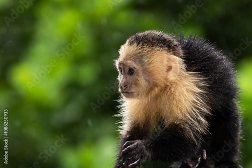 Baby White Face Capuchin Monkey