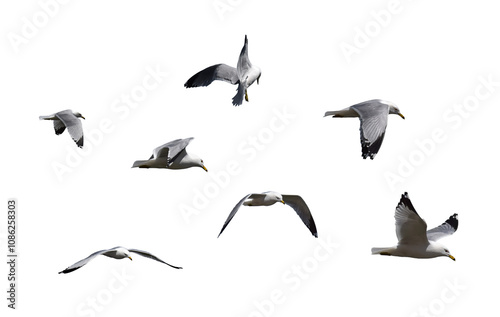 Group of seagulls birds flying isolated cutout on transparent