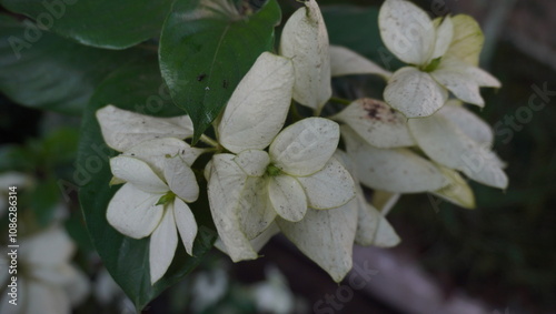 Nusa Indah Flower or Mussaenda philippica A.Rich