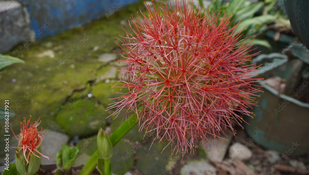 Scadoxus multiflorus or fireball flower Scadoxus multiflorus or fireball flower