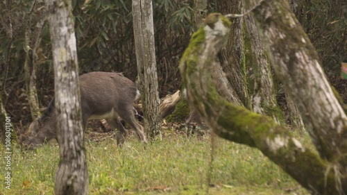 自然の中の鹿（岡山県立森林公園）