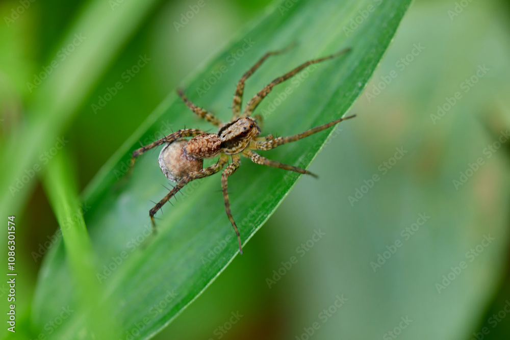 Close-up view of spider on leaf Close-up view of spider on leaf