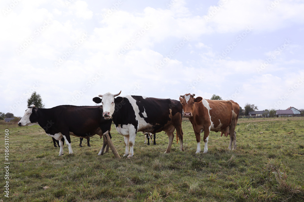 Beautiful cows grazing on green grass outdoors Beautiful cows grazing on green grass outdoors