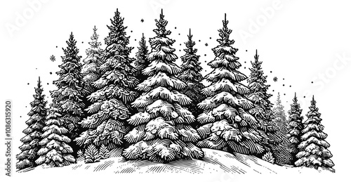 snow covered fir trees engraving black and white outline