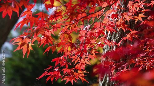 Autumn leaves along the shores of Lake Yamanaka