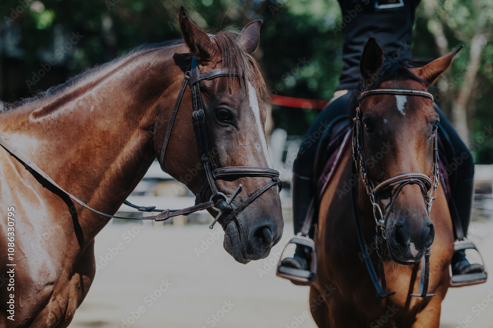 A close-up image showcasing two majestic horses standing side by side during an outdoor equestrian event, capturing their elegance and strength under the natural sunlight. A close-up image showcasing two majestic horses standing side by side during an outdoor equestrian event, capturing their elegance and strength under the natural sunlight.