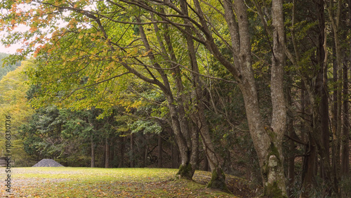 日本の美しい紅葉（岡山県立森林公園）04 photo