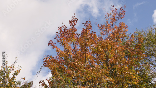 日本の美しい紅葉（岡山県立森林公園）01 photo