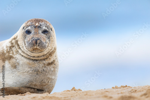 Grey seal  photo