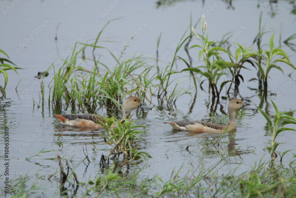 Sri Lankan Birds in Wilpattu National Park, Sri Lanka 