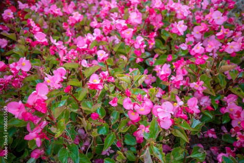 Wallpaper Mural 자연속에서 아름답게 피어난 꽃의 모습입니다. Torontodigital.ca