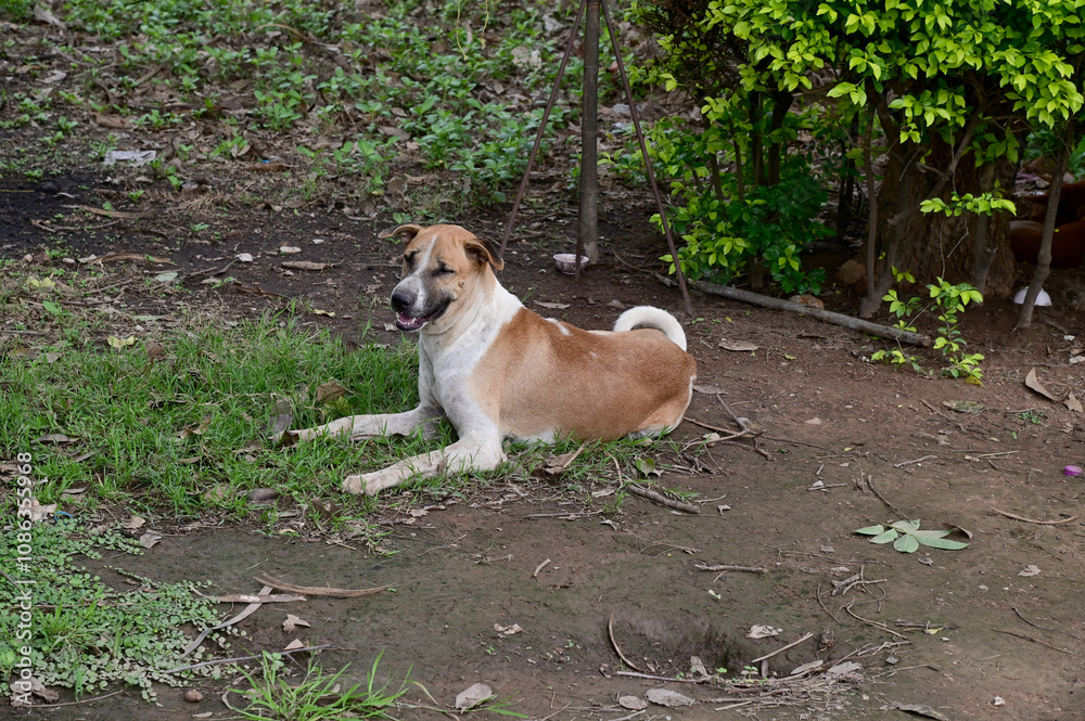Closeup of A brown and white Thai dog is lying on the grass in a garden with natural background at thailand. Closeup of A brown and white Thai dog is lying on the grass in a garden with natural background at thailand.