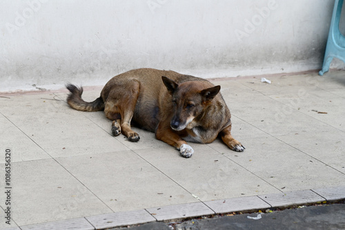 A fat Thai dog is lying on the cement floor inside the residence at Thailand.