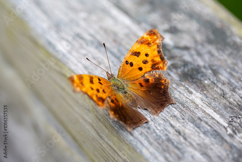 An eastern comma butterfly (polygonia comma) perched on the railing of a boardwalk along a hiking trail in Ontario. photo