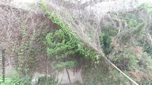Gardener Wall Cleaning with green climbing fig or small ficus pumila growing on the background of the old wall using long bamboo sticks. 