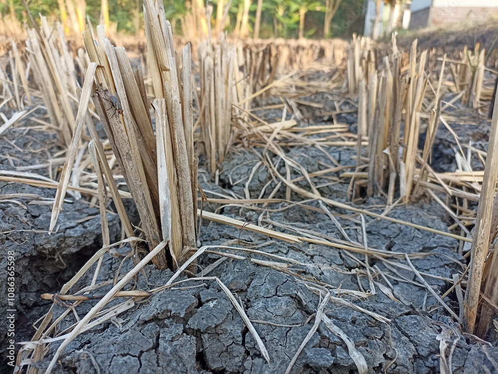 Rice straw in newly harvested rice fields. Rice plant stumps in dry rice fields. Rice straw in newly harvested rice fields. Rice plant stumps in dry rice fields.