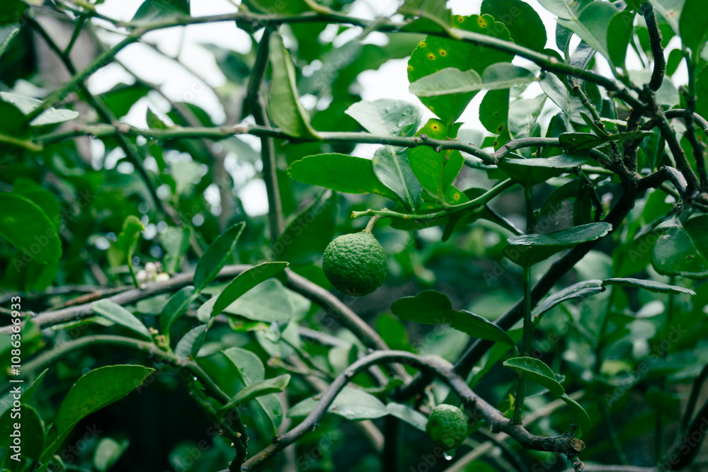 Kaffir lime fruits and leaves are often used as a complement to cooking ingredients and herbal remedies because of their high and diverse organic content. Kaffir lime fruits and leaves are often used as a complement to cooking ingredients and herbal remedies because of their high and diverse organic content.