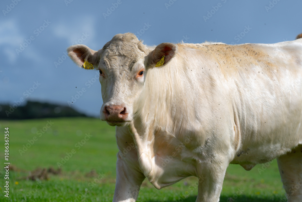 Dairy cows. Cattle in grass field. Cow in grassy pasture. Cattle cow grazing on farmland. Dairy cows. Cattle in grass field. Cow in grassy pasture. Cattle cow grazing on farmland.