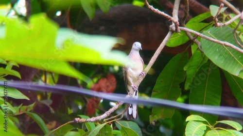 javan dove bird or Geopelia striata on a mango tree branch. Many birds are kept because they have a melodious voice.