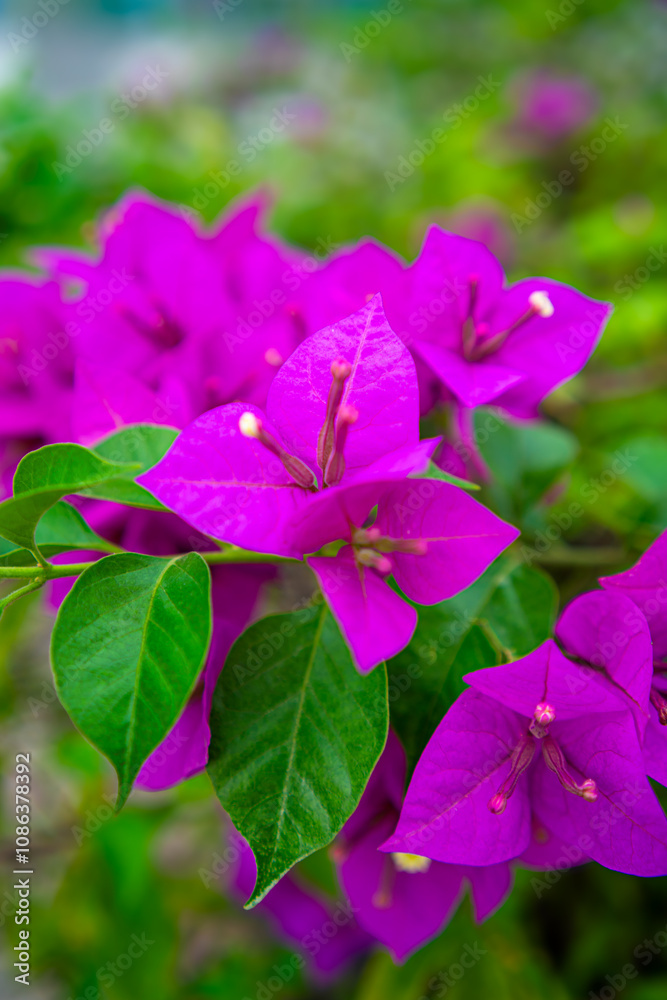 Bougainvillea glabra, the lesser bougainvillea or paperflower, is the most common species of bougainvillea used for bonsai. Bougainvillea glabra, the lesser bougainvillea or paperflower, is the most common species of bougainvillea used for bonsai.