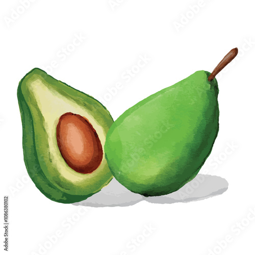 Avocado Fruit Watercolor Illustration vector