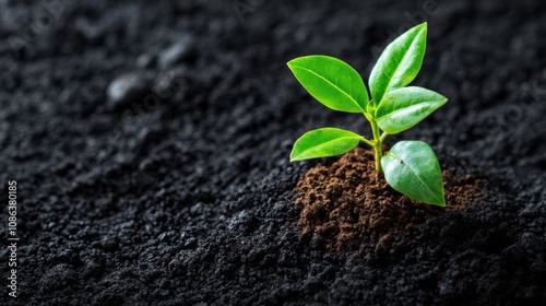 Green Seedling Growing in Dry Soil