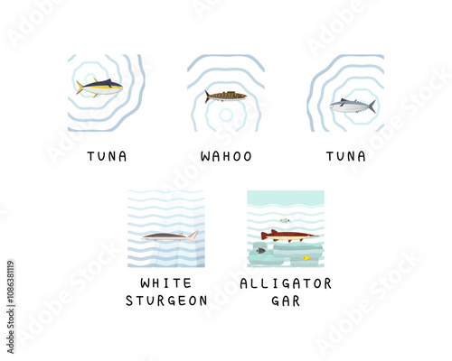 Set of editable fish vector templates.	