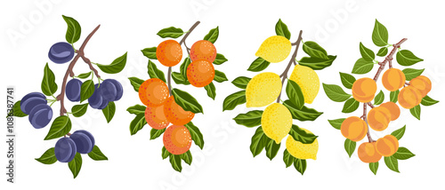 vector drawing garden tree branches with fruits and green leaves, orange,lemon, blue plum and apricot isolated at white background, hand drawn illustration