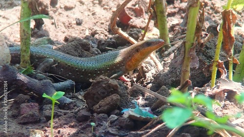 garden lizard or eutropis multifasciata in the garden photo