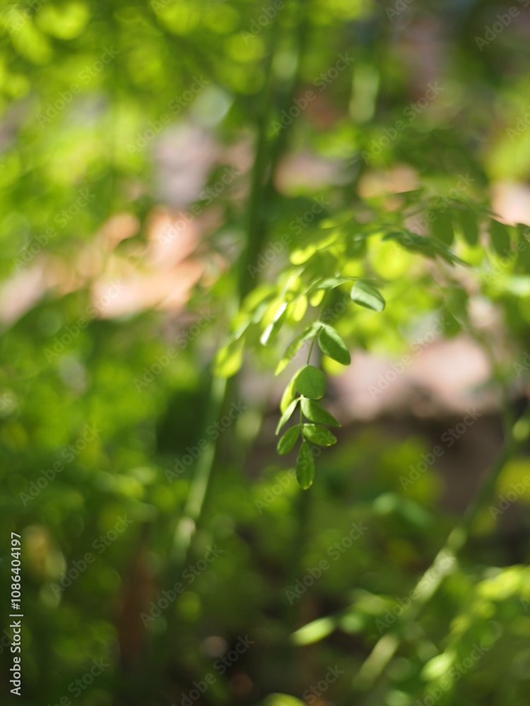 Moringa or Moringa oleifera leaves are often used for traditional herbal medicine. Moringa oleifera plant Moringa or Moringa oleifera leaves are often used for traditional herbal medicine. Moringa oleifera plant