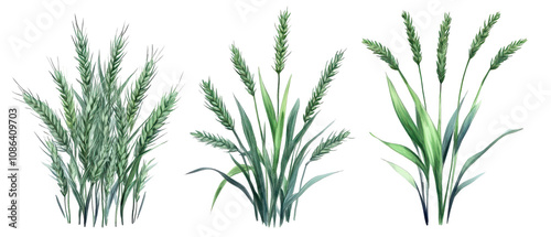 Three different types of green plants are shown in a row. transparent background