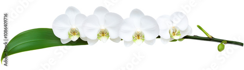 A white flower with a green stem. transparent background