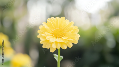 Golden Bloom: A single, vib...