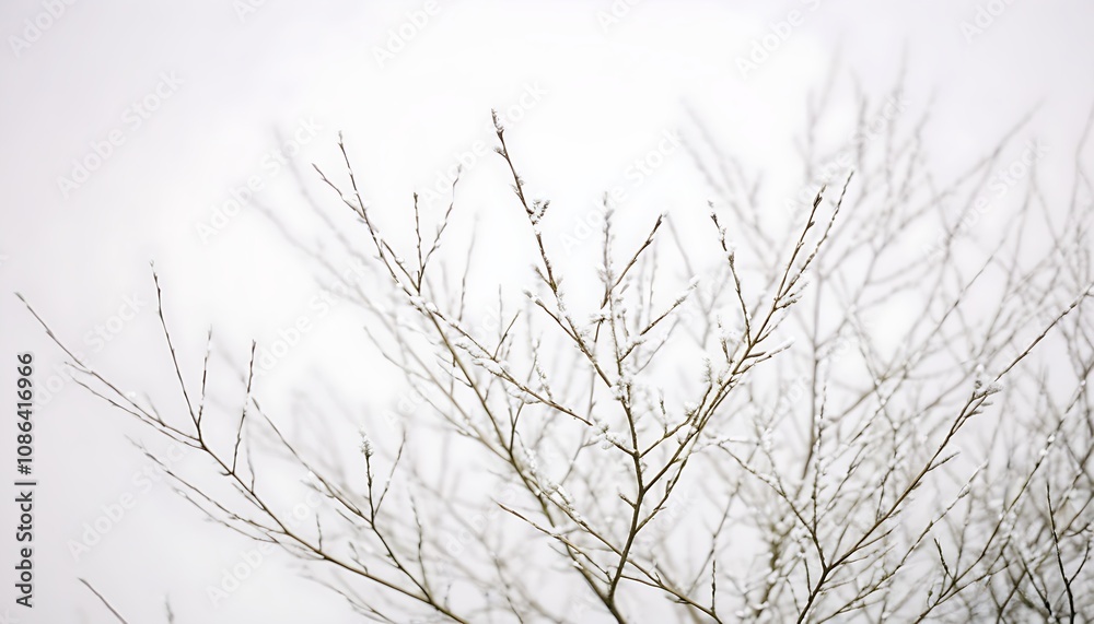 Tranquil image of newborn spring tree under soft light. Tranquil image of newborn spring tree under soft light.