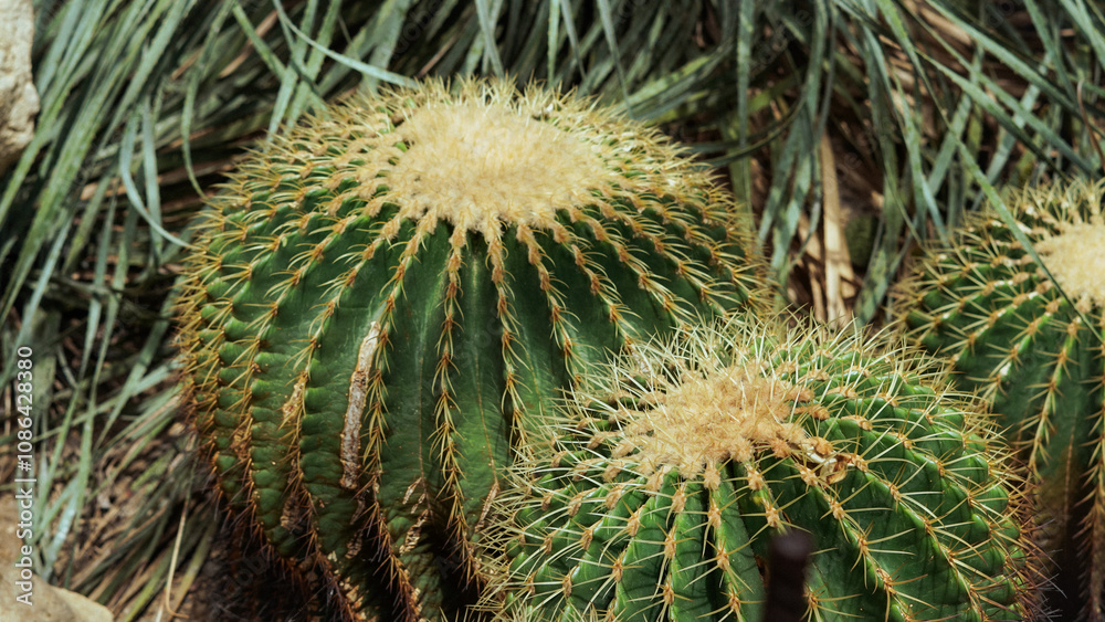 The ball cactus with its sharp spines and fine hairs creates an interesting contrast. This macro photo highlights the textured details of this desert plant. The ball cactus with its sharp spines and fine hairs creates an interesting contrast. This macro photo highlights the textured details of this desert plant.