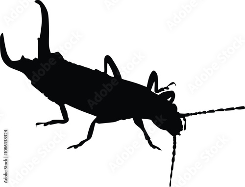 Earwig silhouette illustration. Insect animal isolated on white.