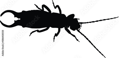 Earwig silhouette illustration. Insect animal isolated on white.