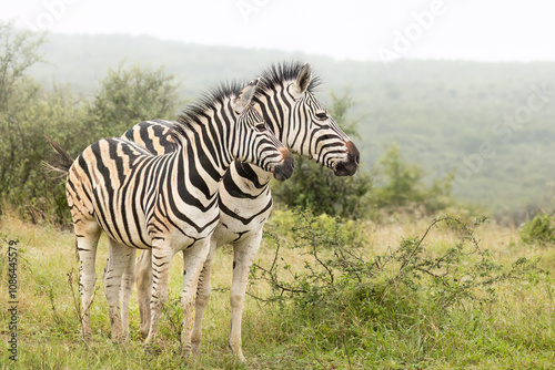 Two zebras, mother and almost fully grown foal, stare off into the bush in the same direction as they stand in their acacia thornbush habitat on a rainy and misty day in a South African game reserve.