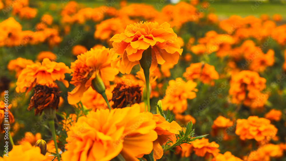 色鮮やかなオレンジ色のマリーゴールドの花 色鮮やかなオレンジ色のマリーゴールドの花